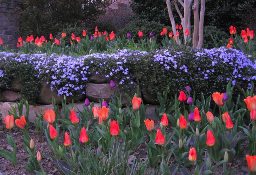 Tulips perennial phlox draping over wall